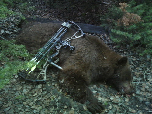 bear6.jpg