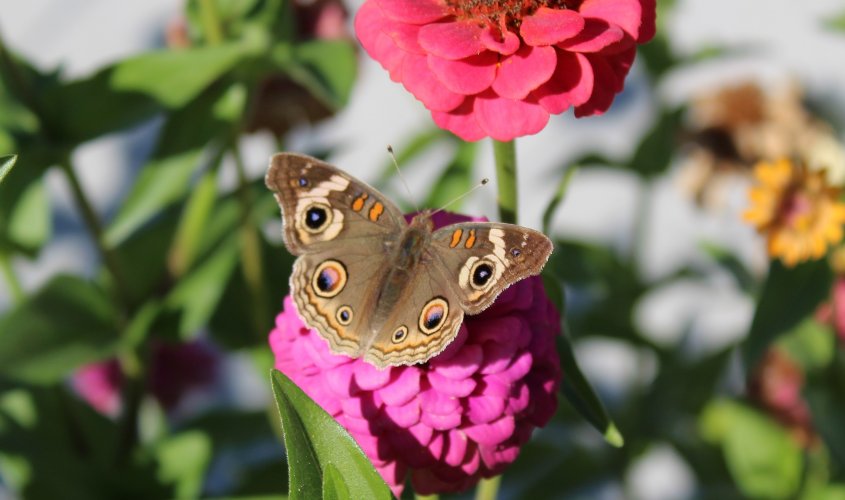 brown butterfly 1.JPG