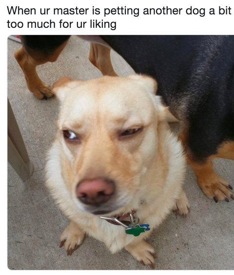 jealous-dog-meme-1546529127.png