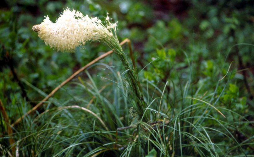 Bear Grass.jpg