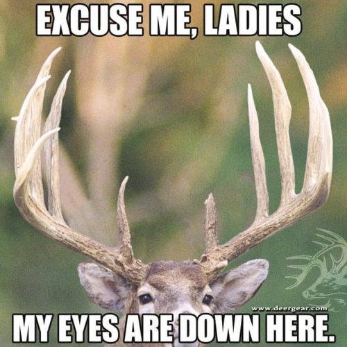 excuse-me-ladies-deer-hunting-meme.jpg