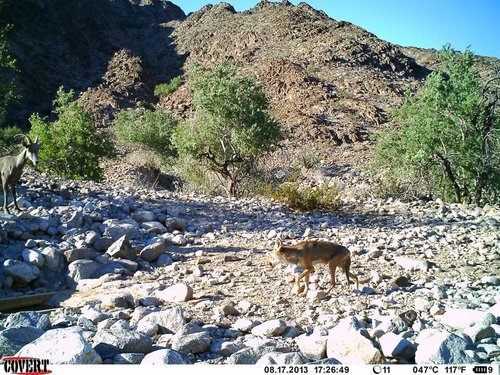 North Gila trail cam August 2013 662.jpg