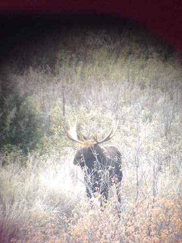 10-13-13 Moose.jpg