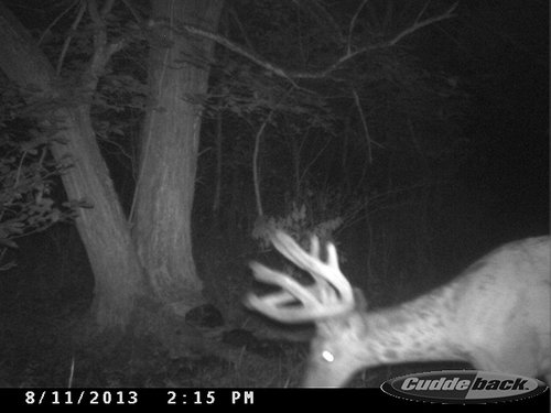 2013 Trail Cam 041.JPG