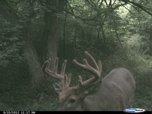 2013 Trail Cam 193.JPG