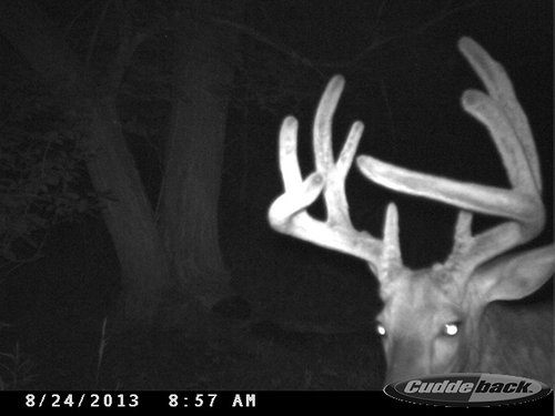 2013 Trail Cam 328.JPG