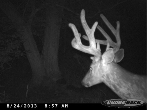 2013 Trail Cam 329.JPG