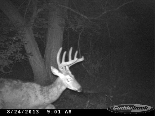 2013 Trail Cam 332.JPG