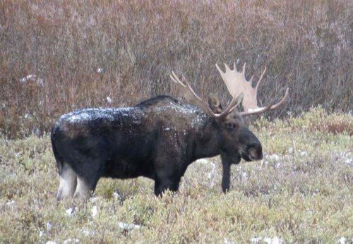 Moose.jpg