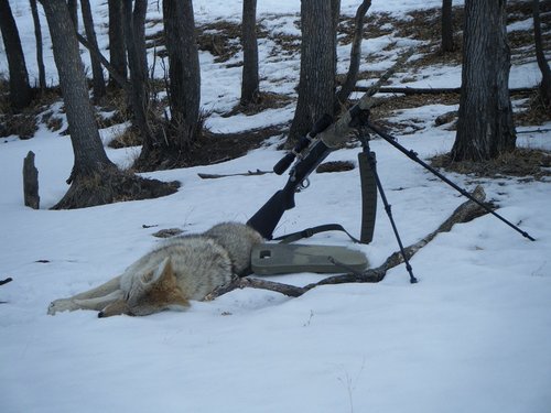 yotes 2013 013.JPG