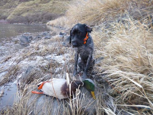 wirehaired pointing griffon duck hunting