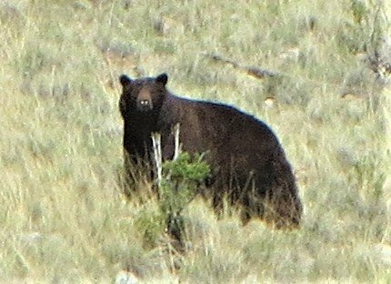 bear reinecker ridge 6-10-23 w Joe Beacom.JPG