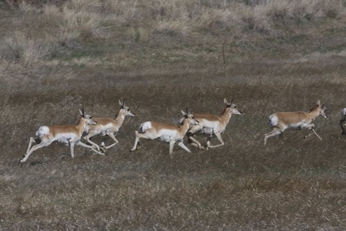 antelope4.jpg