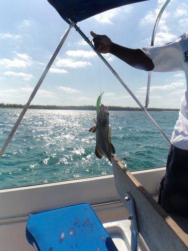 fishing grouper.JPG