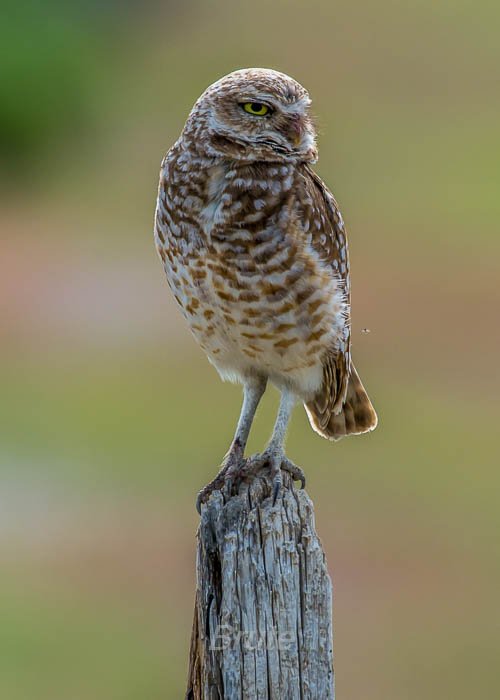 Burrowing Owl  June 2016 a-5906.jpg