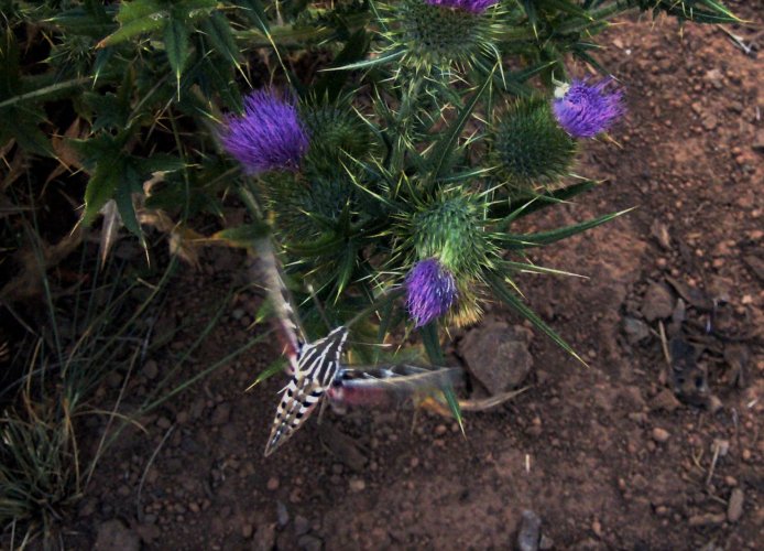 hummingbird moth.jpg