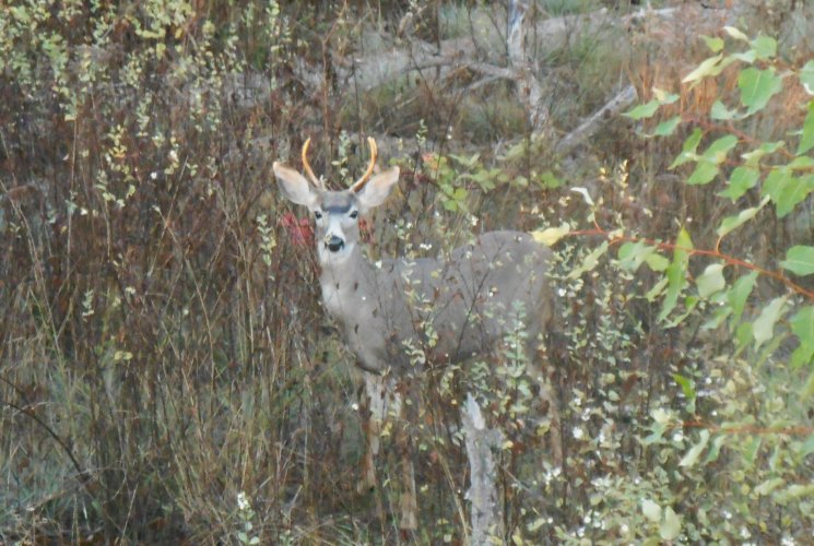 BLACKTAIL18.JPG