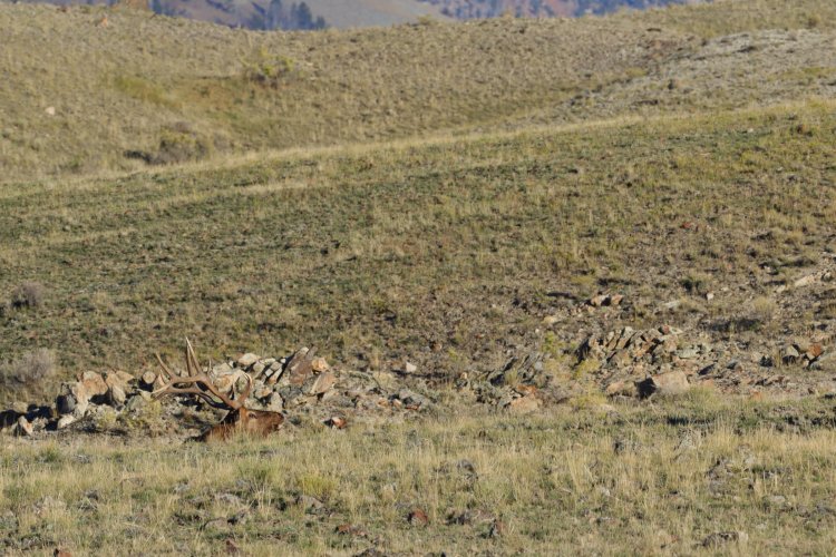 Hoary-Horny Marmot..jpg