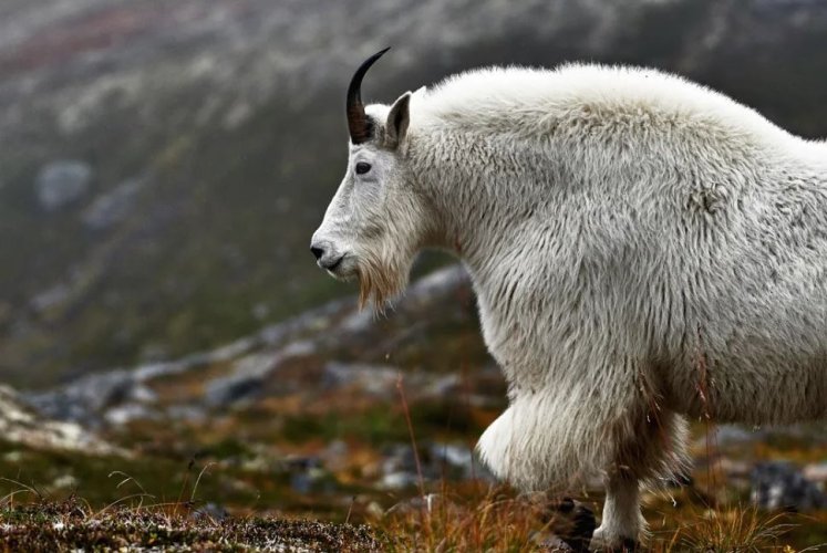 mtn goat.JPG