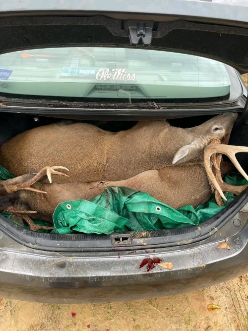 deer in trunk.jpg