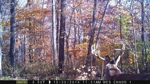 2014 Buck cam 007.jpg