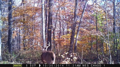 2014 Buck cam 008.JPG