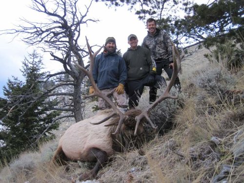 Kevin's Elk Small.jpg