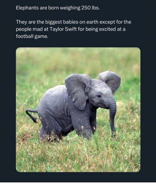 Elephant Meme.jpg