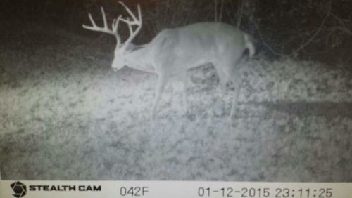 Whitetail Biggie.jpg