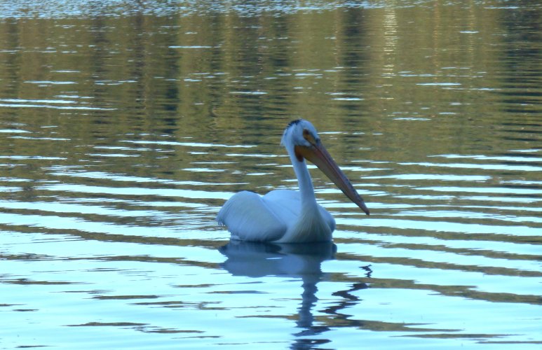 white pelican2.JPG