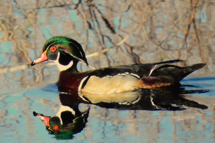 Wood_Duck_7June.jpg