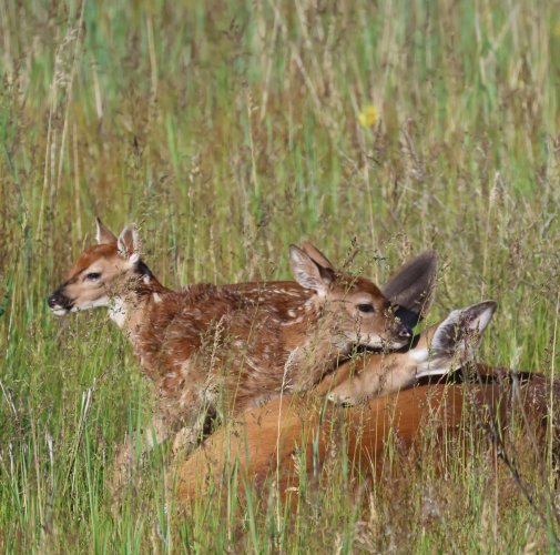 fawns_0063.JPG