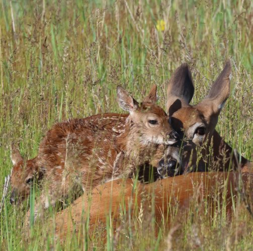 fawns0069.JPG