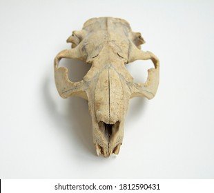 beaver-skull-close-up-on-260nw-1812590431.jpg