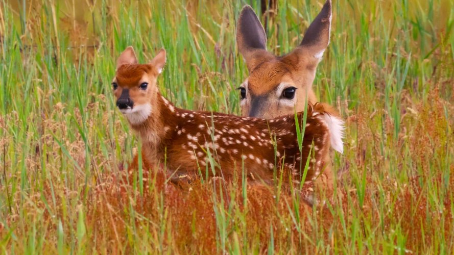 fawn_doe_15June.jpg