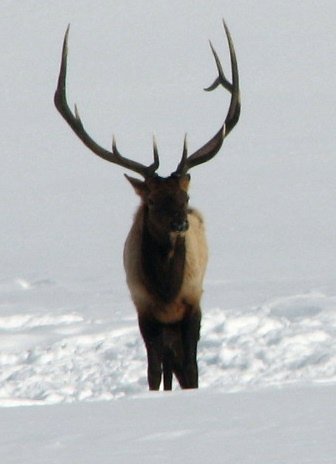 =iso-8859-1''elk head on.JPG