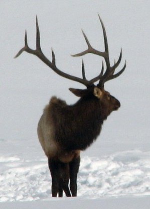 =iso-8859-1''elk head turned.JPG