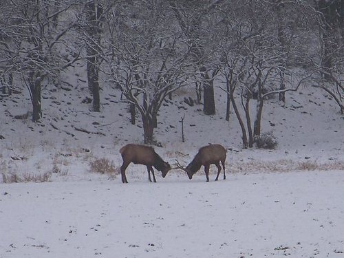 lsparringelk.JPG