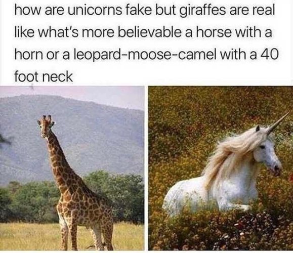 unicorn.jpg