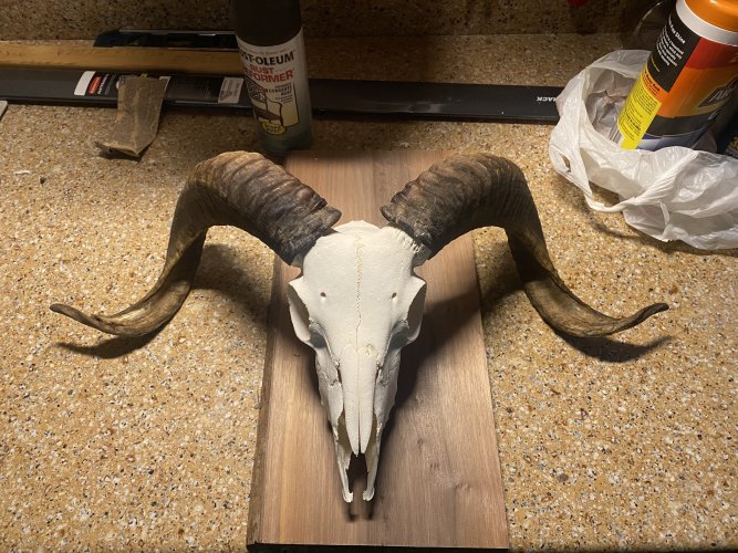 Euro mount sheep smell | Hunt Talk