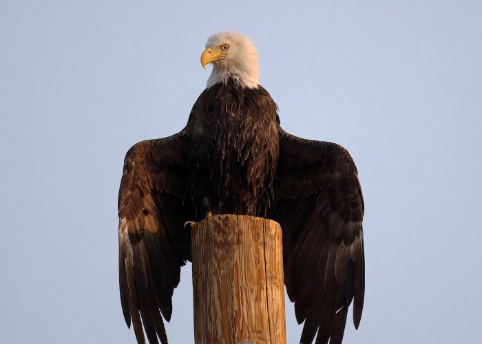 eagle1.jpeg