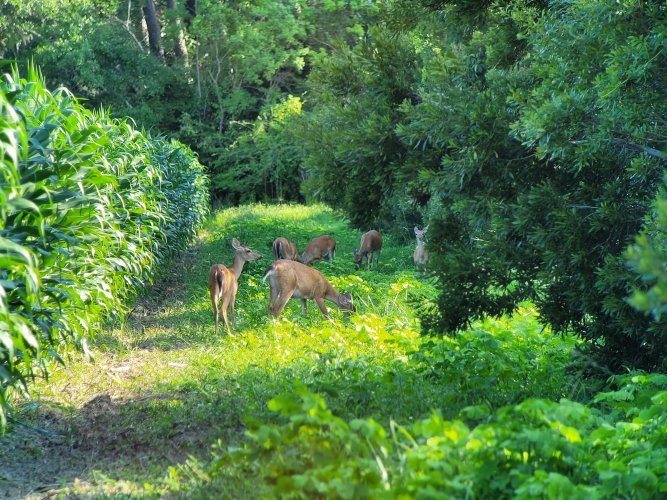 Deer Herd.jpg