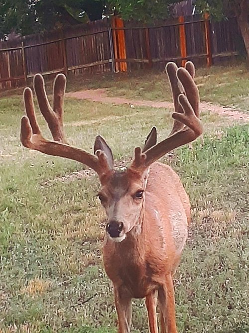 yard buck.jpg