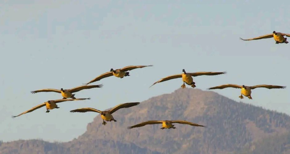 incoming_geese.jpg