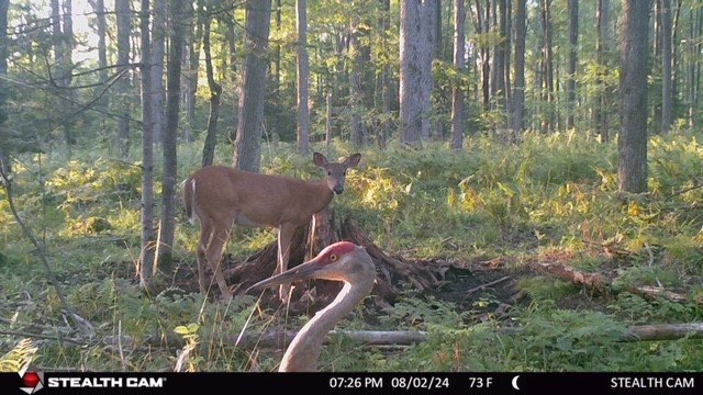 Crane-Deer pic.jpg