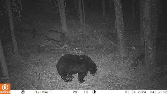 hugebearpiccam.jpg