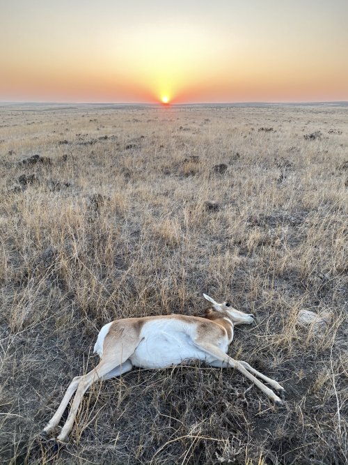 Antelope II.jpg