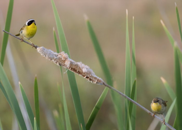 yellowthroat_pair-edit.jpeg