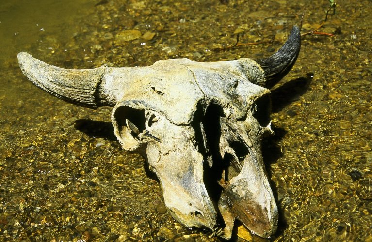 bison skull copy.jpg