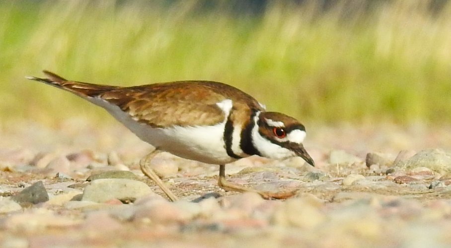 Killdeer.JPG